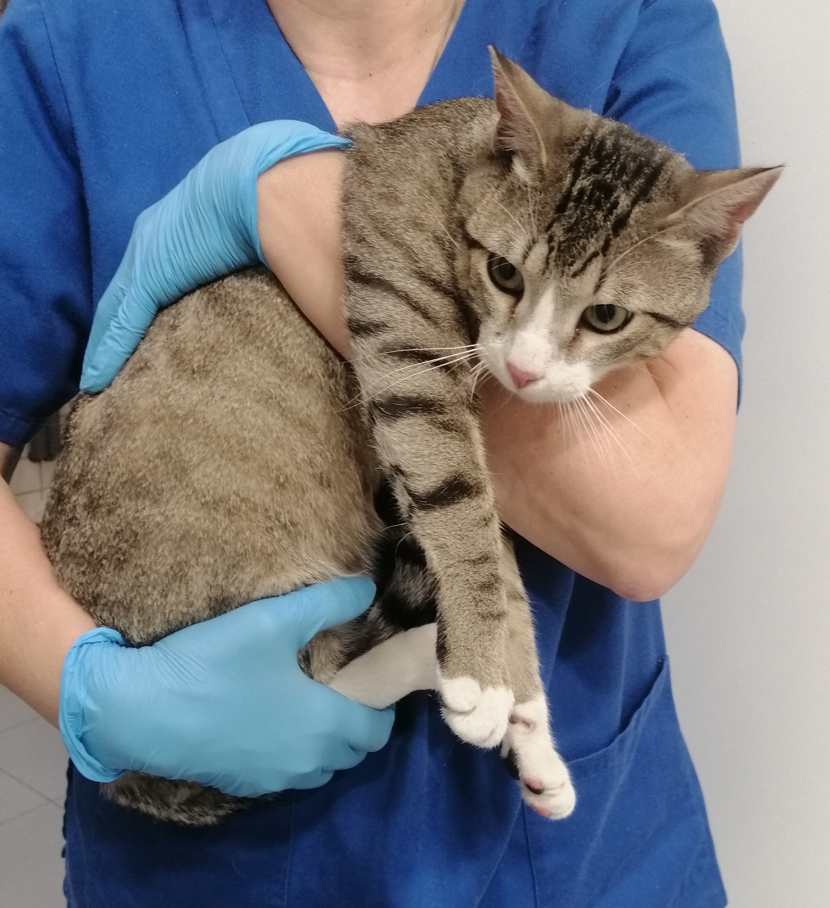 COCO (gato)