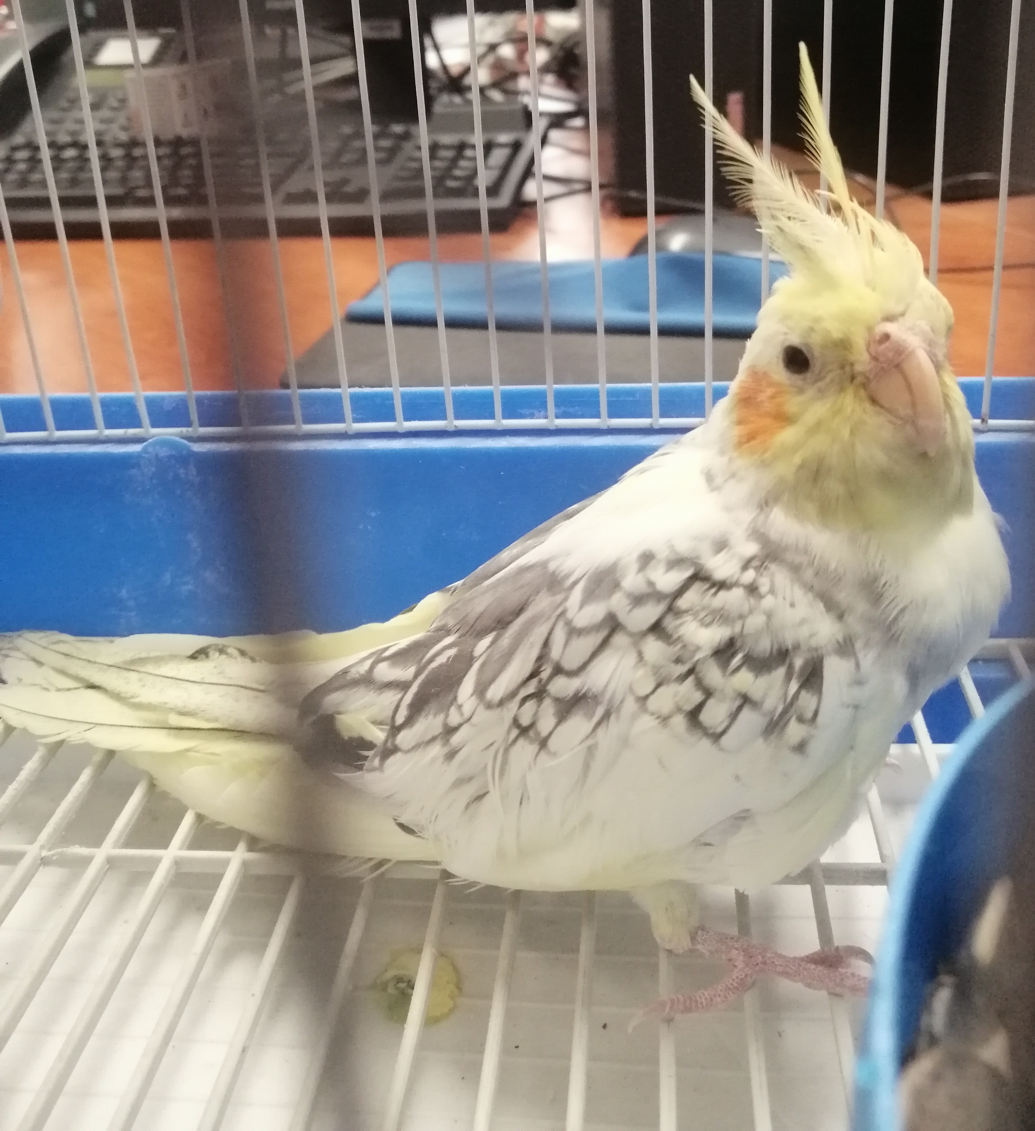 FERDY (ninfa)