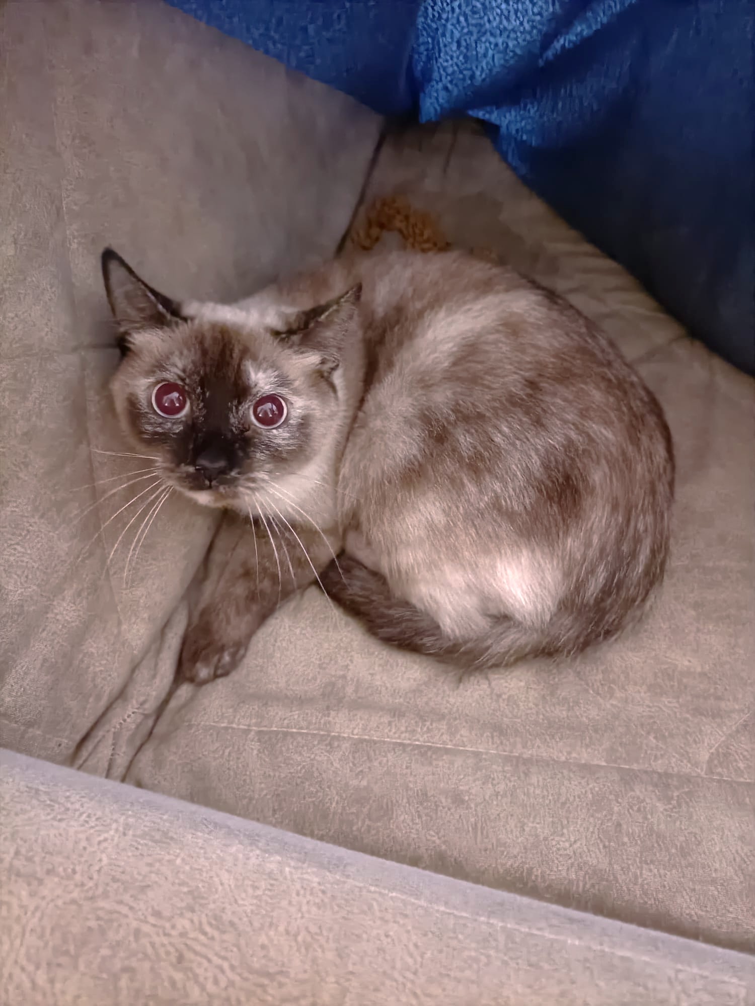 MARILIN ( gato )