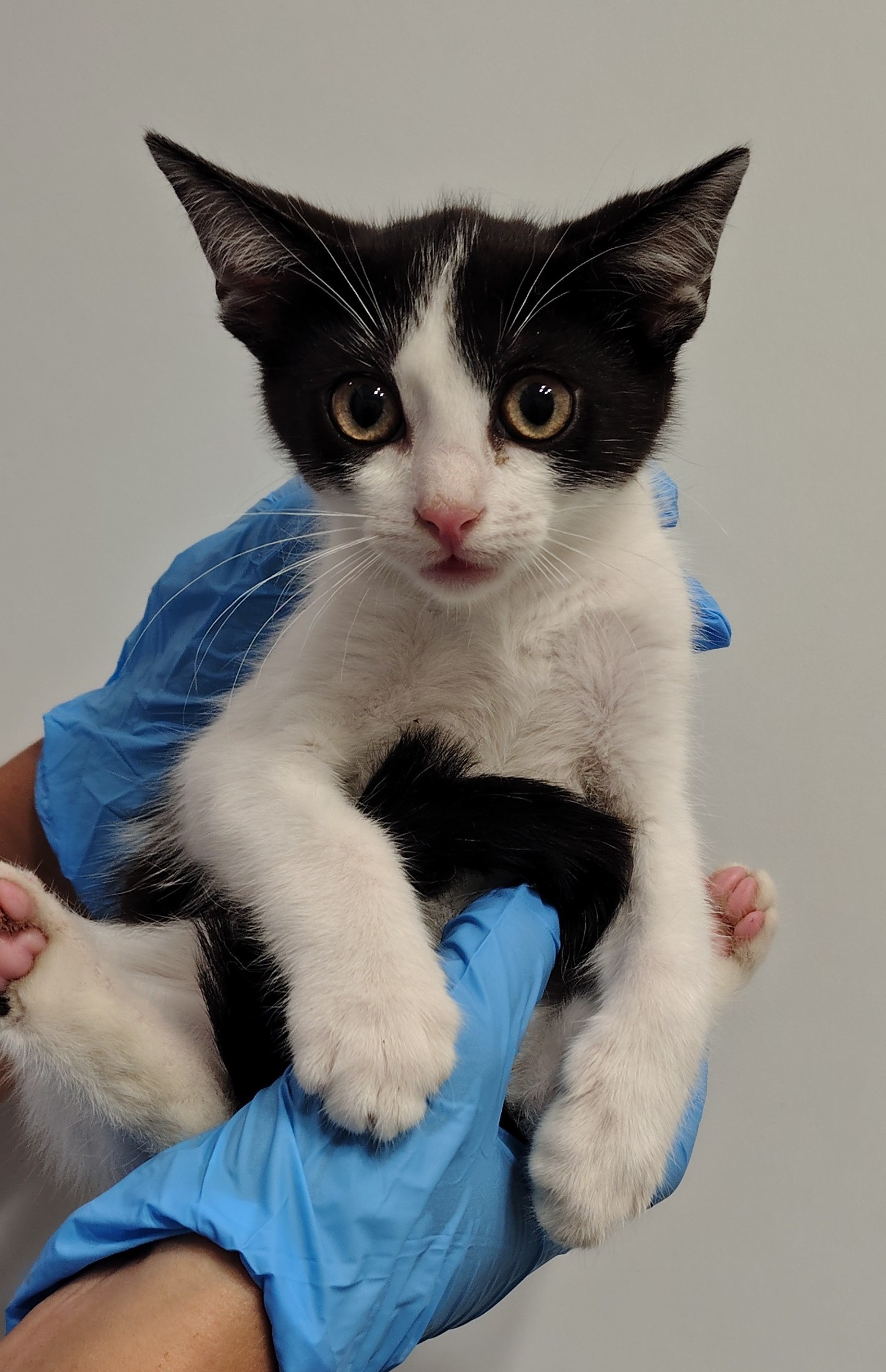 NIKI ( gato )