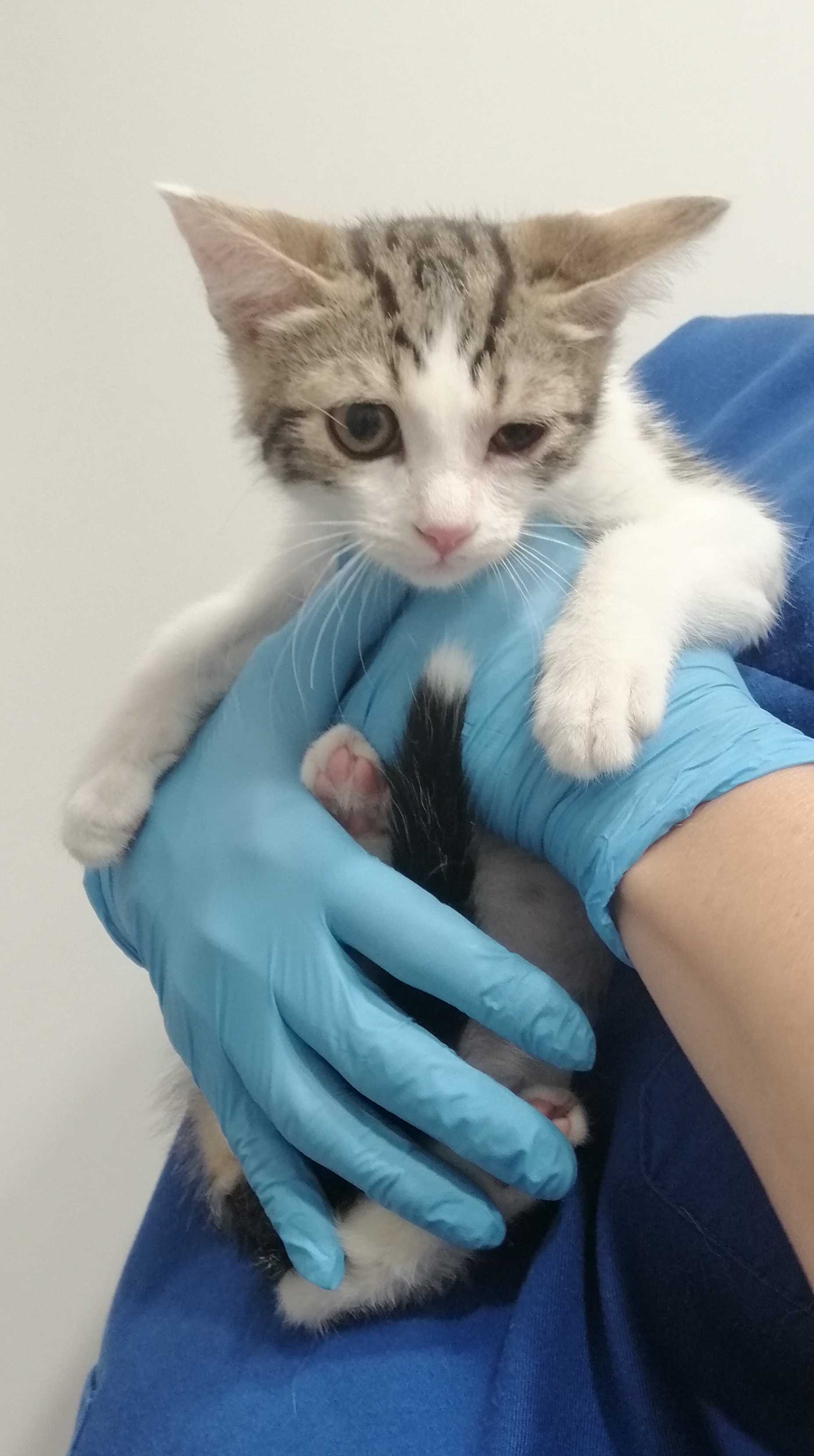 SIMBA (gato)
