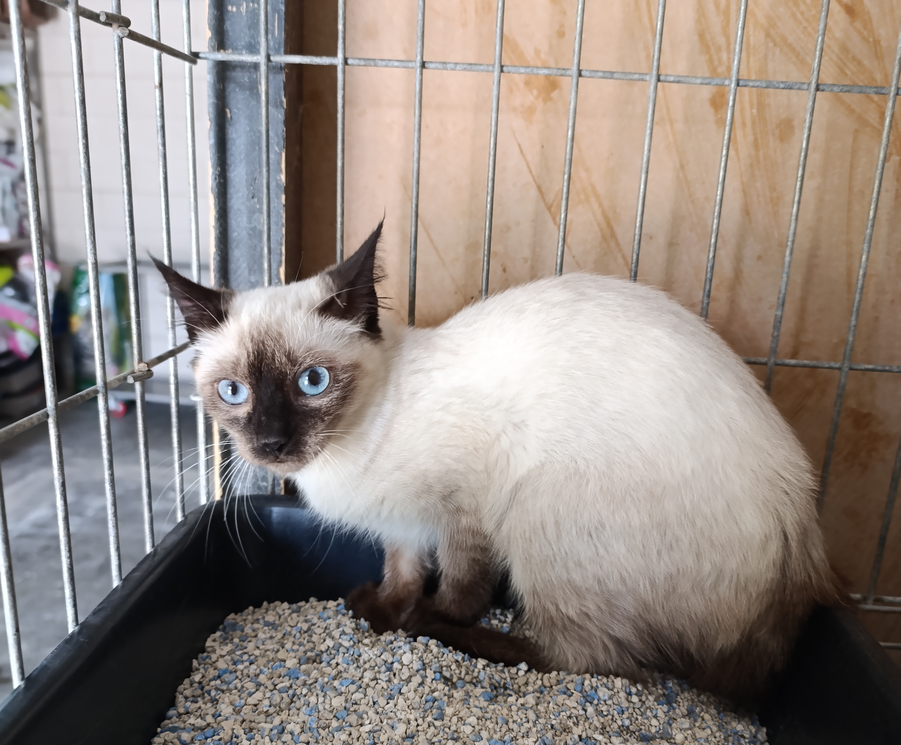 SIMON (gato)