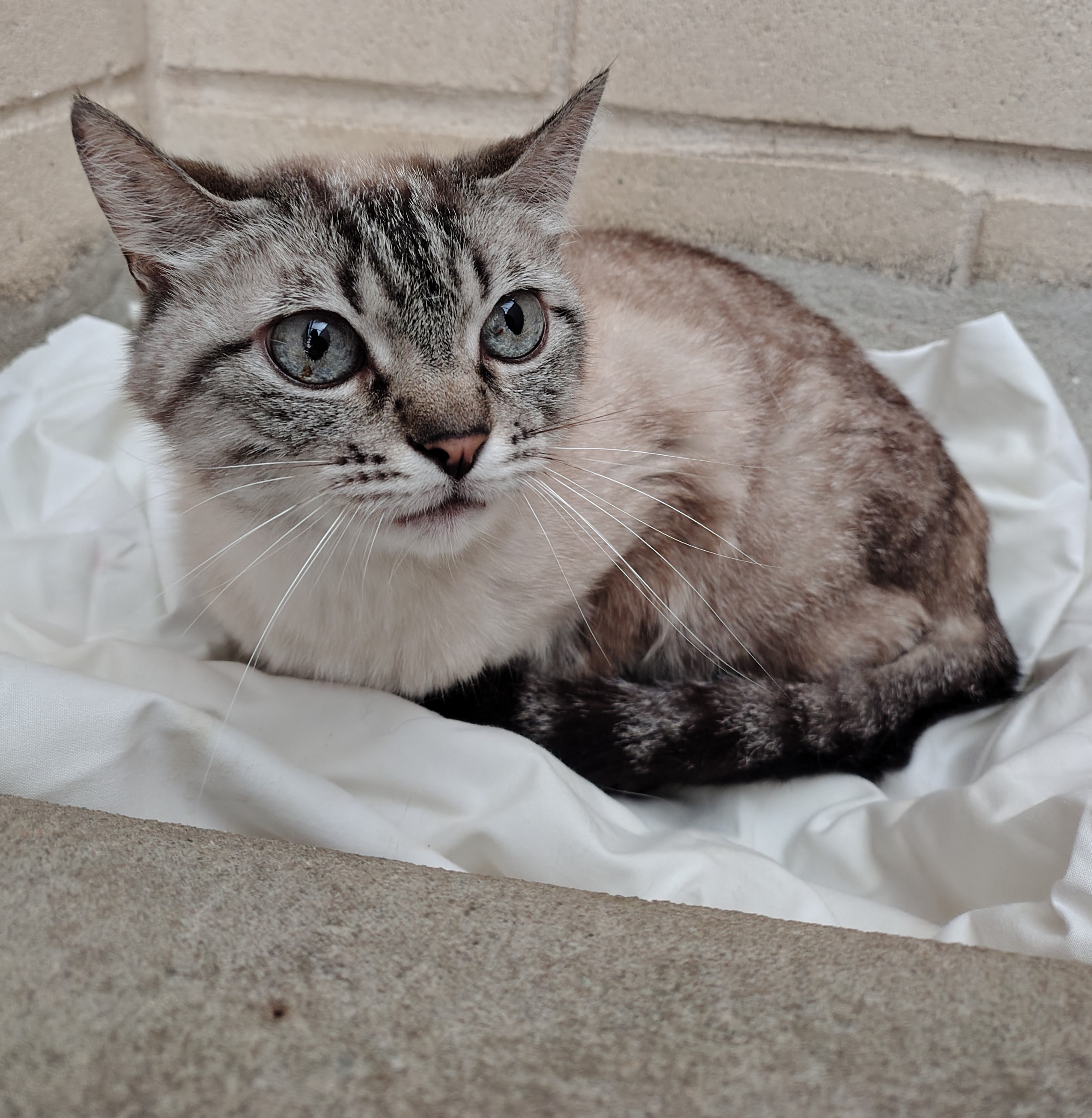ARWEN gato 2