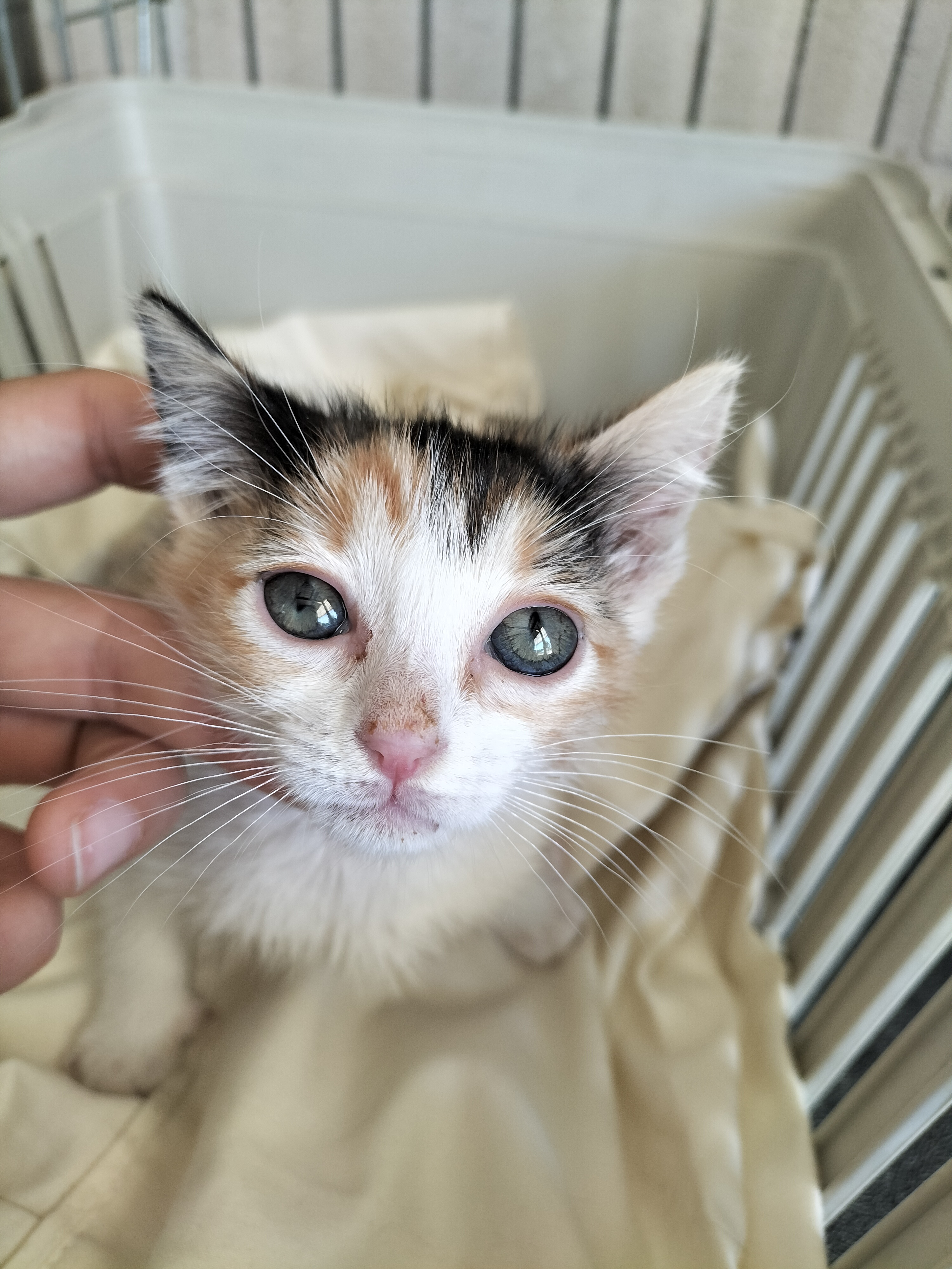 Candy (gato)