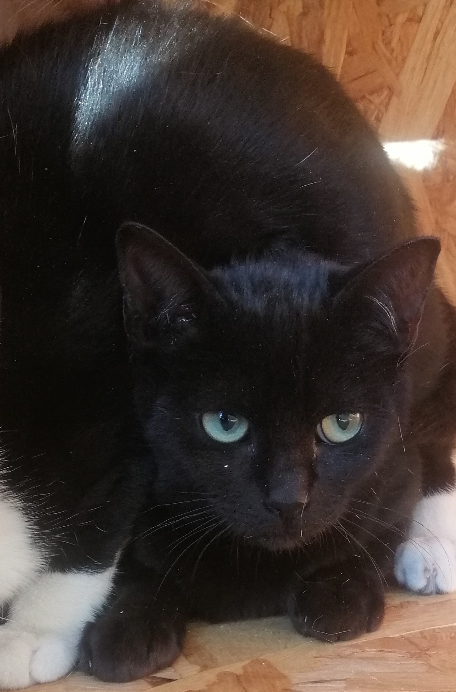 LIBIA (gato)