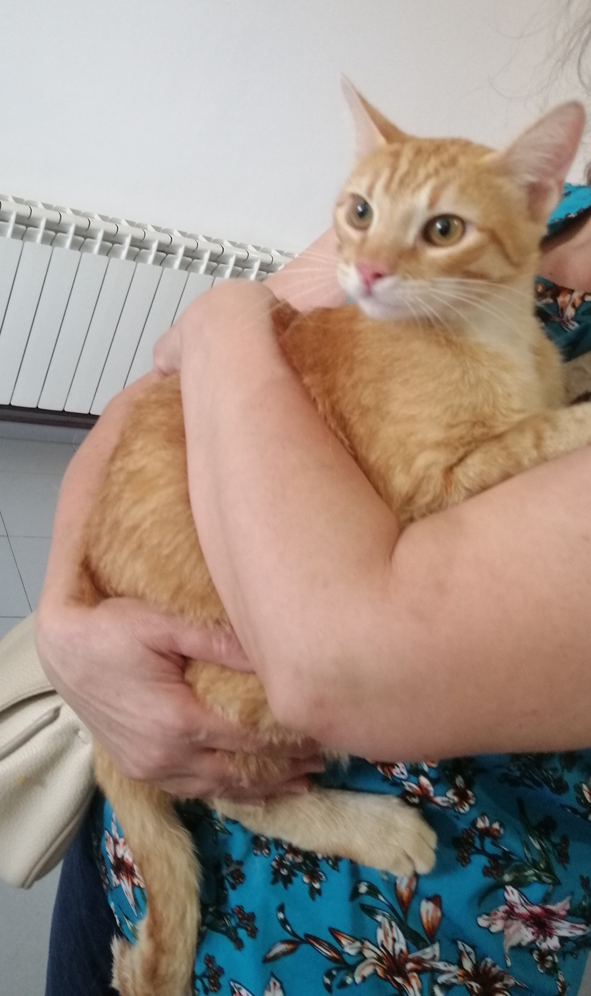 LIMÓN (gato)