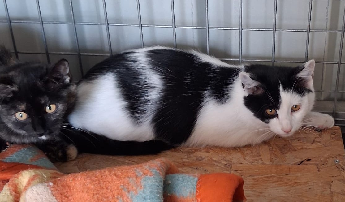 Milka(gato)