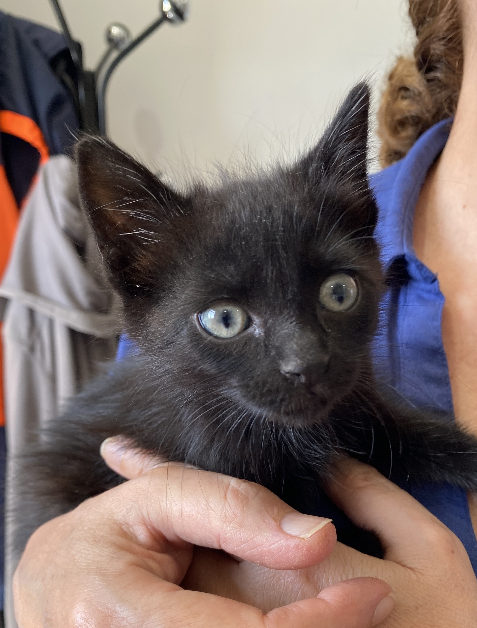 EDDIE (GATO)