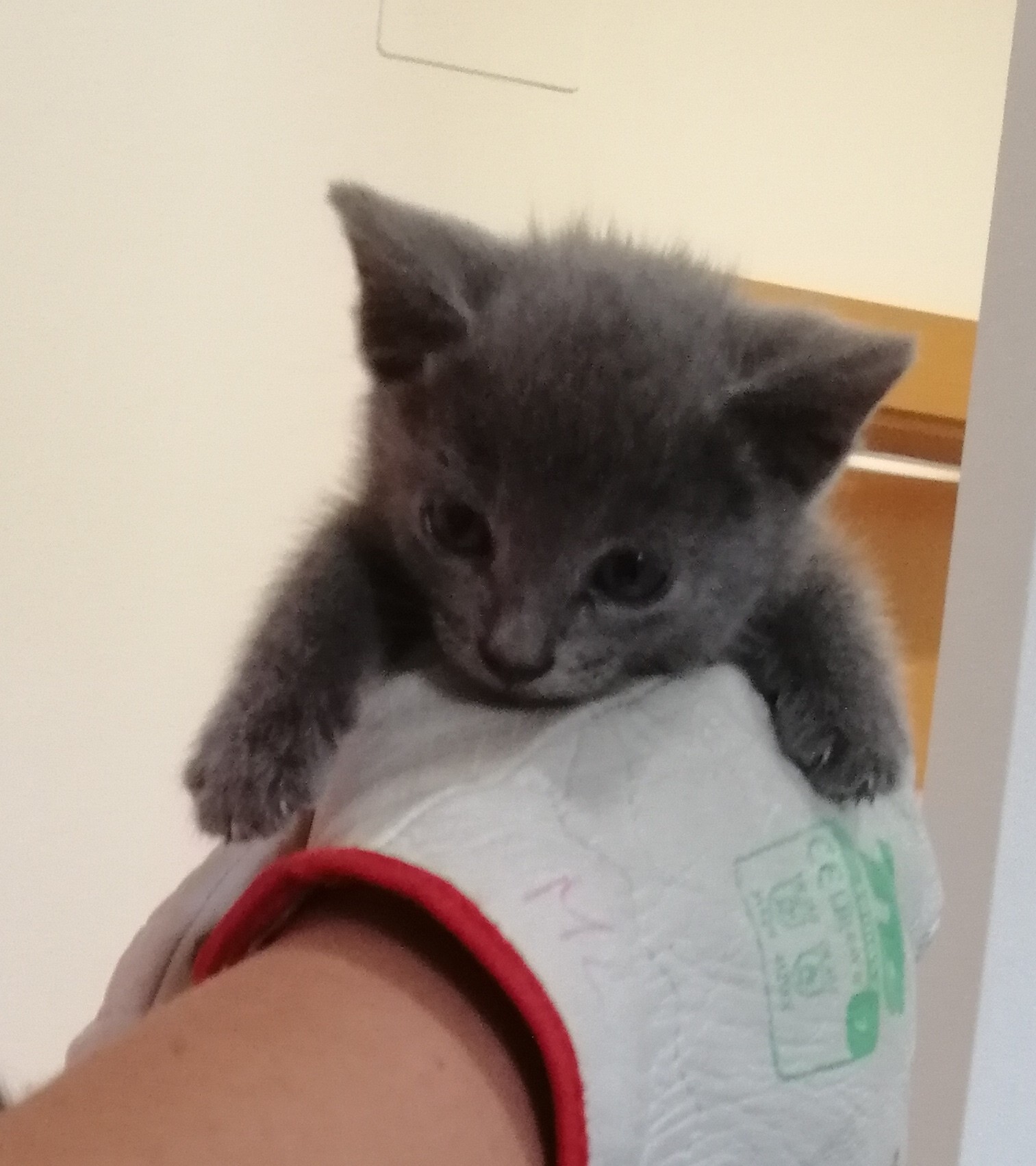 OBÉLIX (gato)