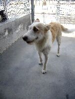 Perro de raza mestizo del Centro Canino Municipal