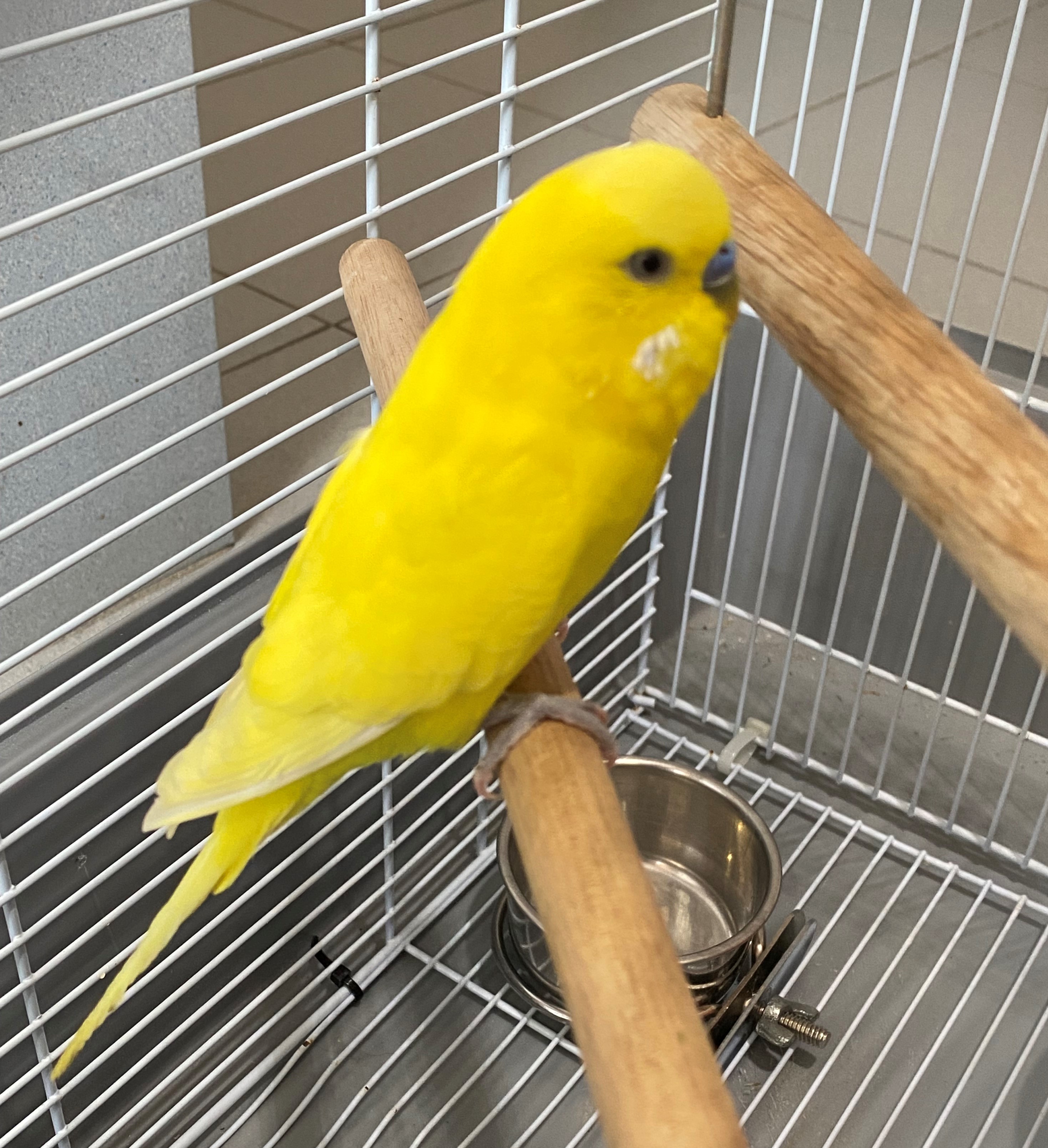 PIOLIN (PERIQUITO)