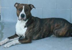 THOR PPP