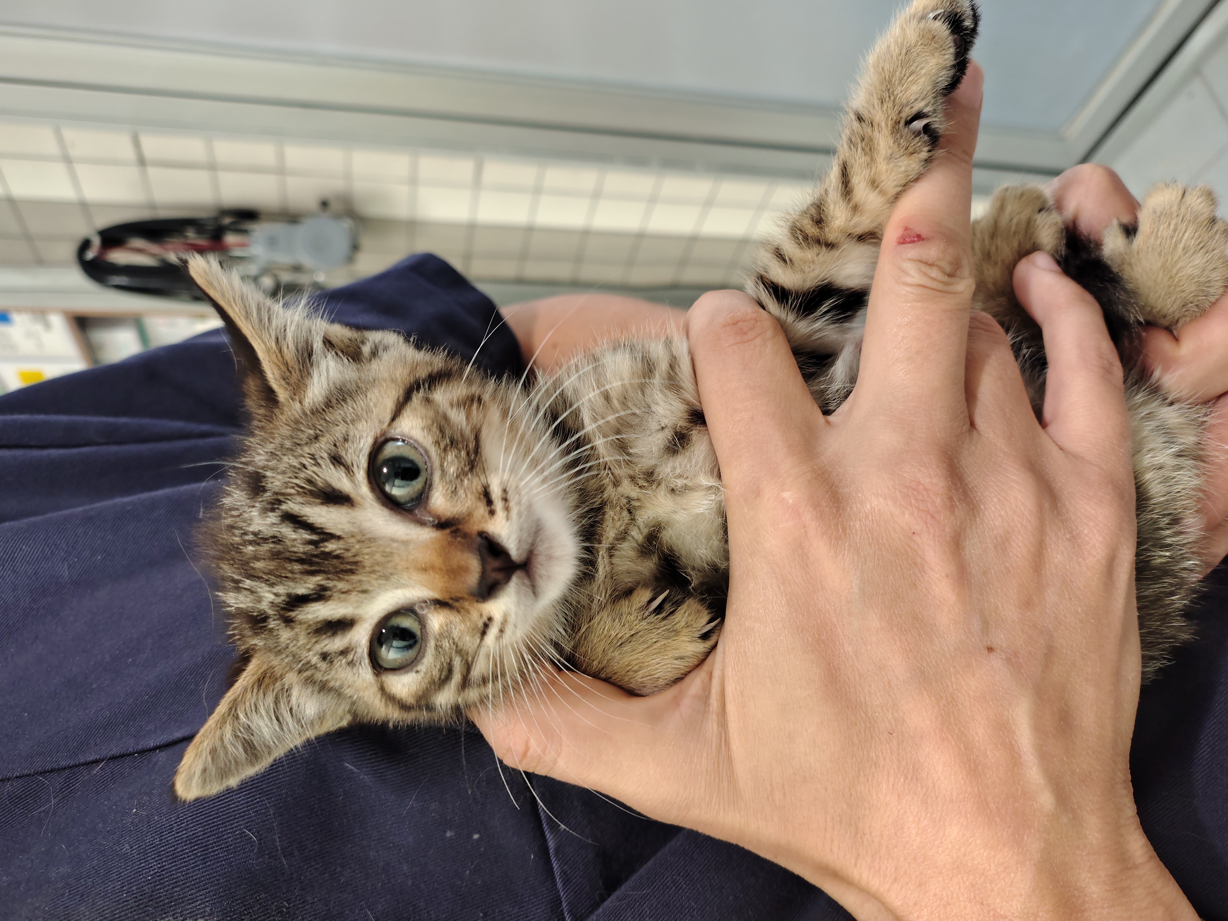 KEVIN ( gato )