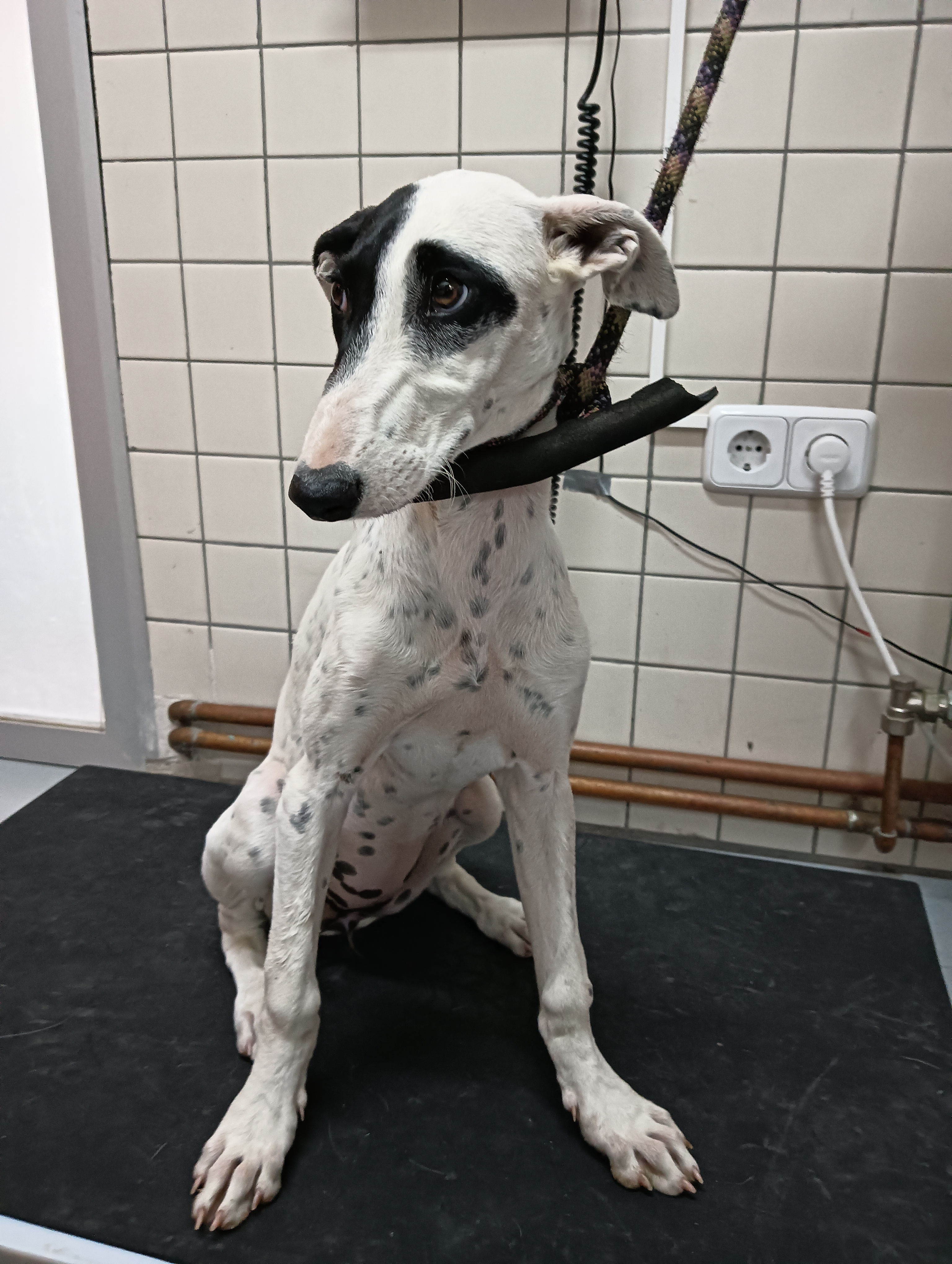 DAMA ( GALGO )