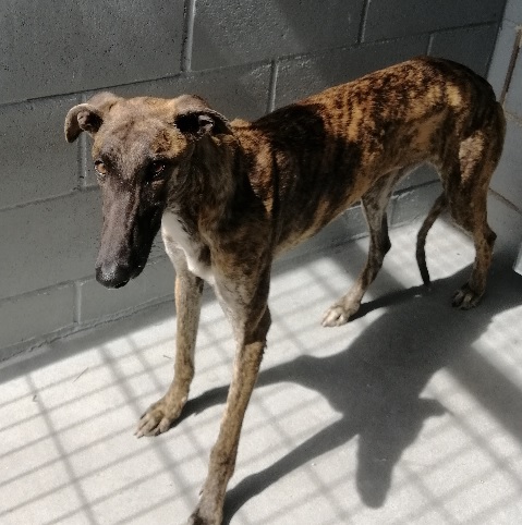 EPI (galgo)