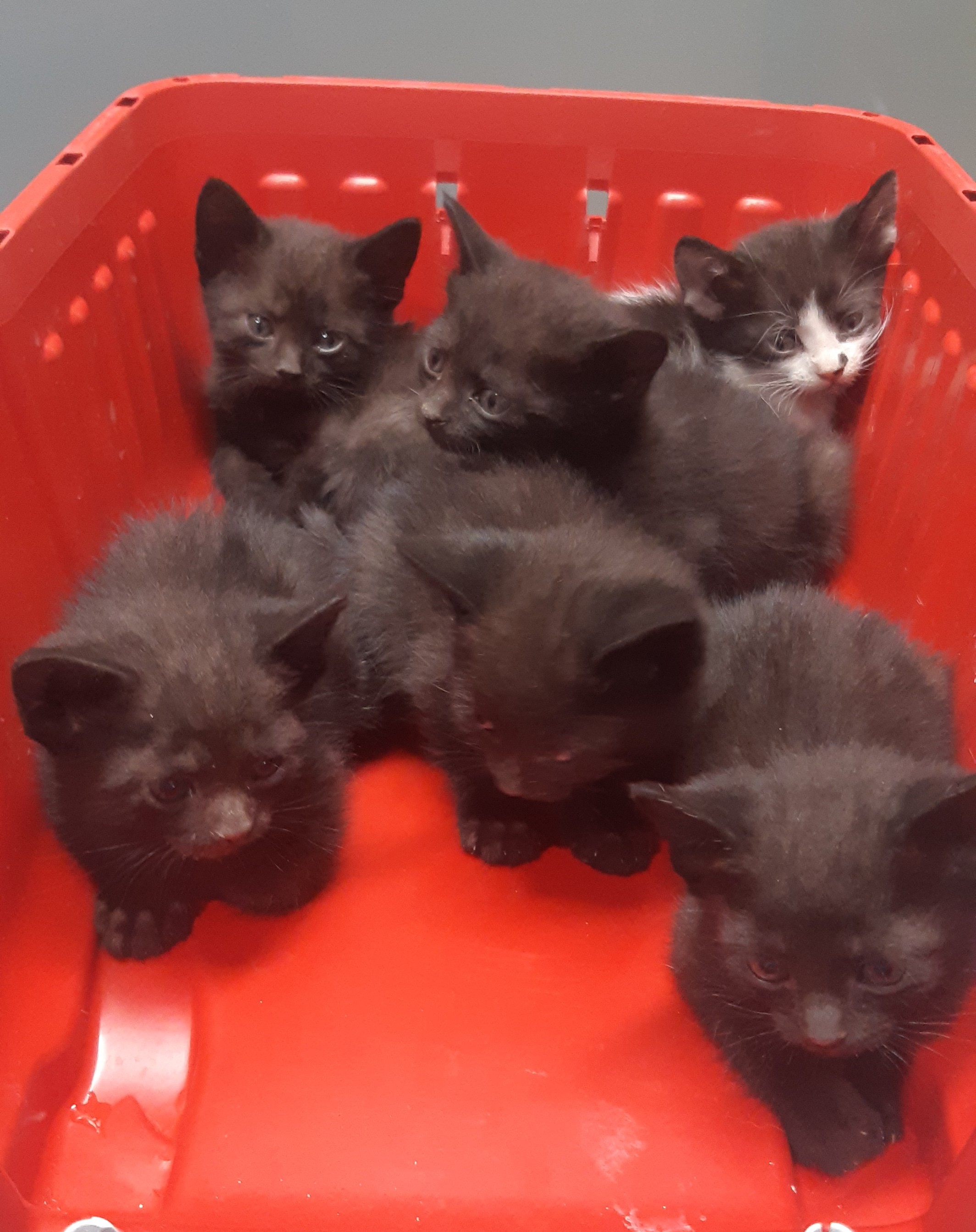 6 gatitos