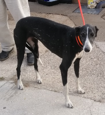 SURA (galgo)