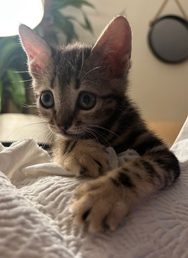 MIMI (gato)