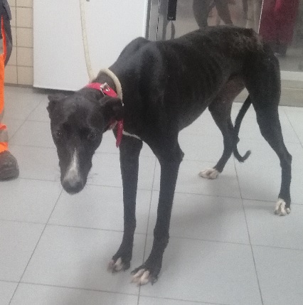 BOLERA (galgo)