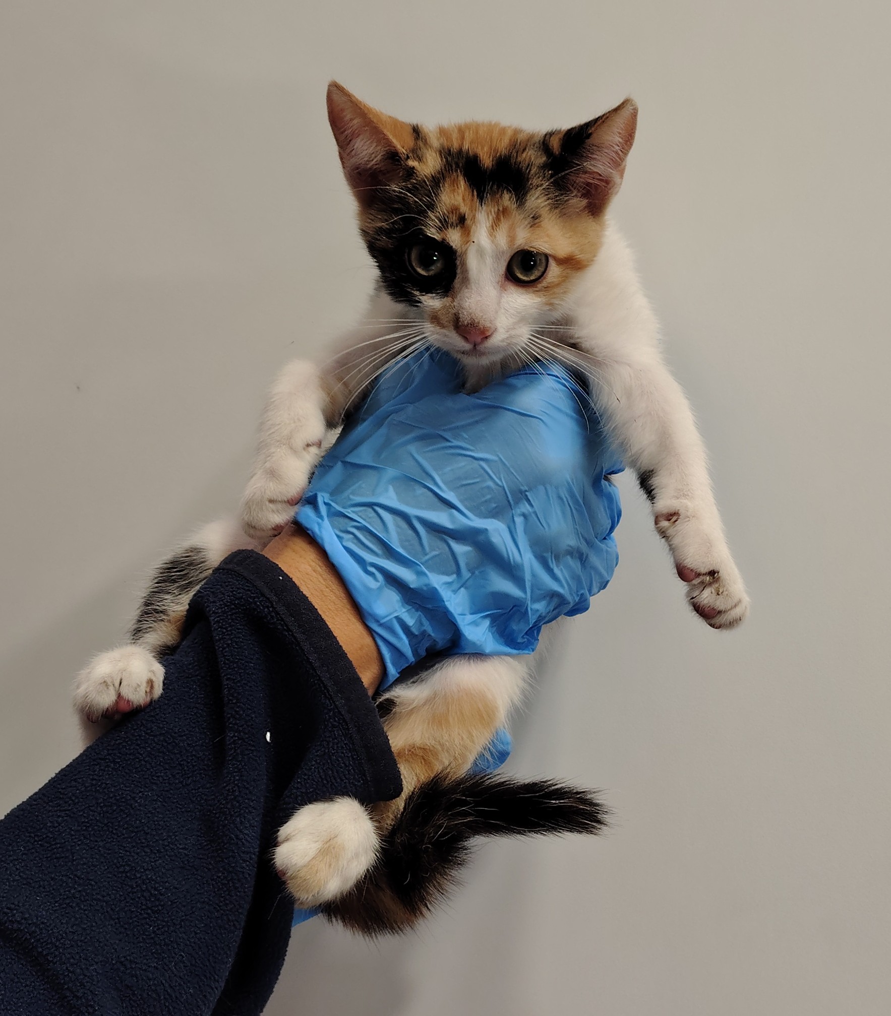 TAC (gato)