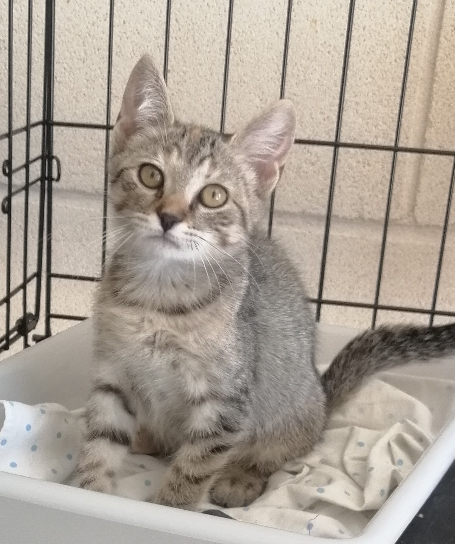 INDIA (gato)