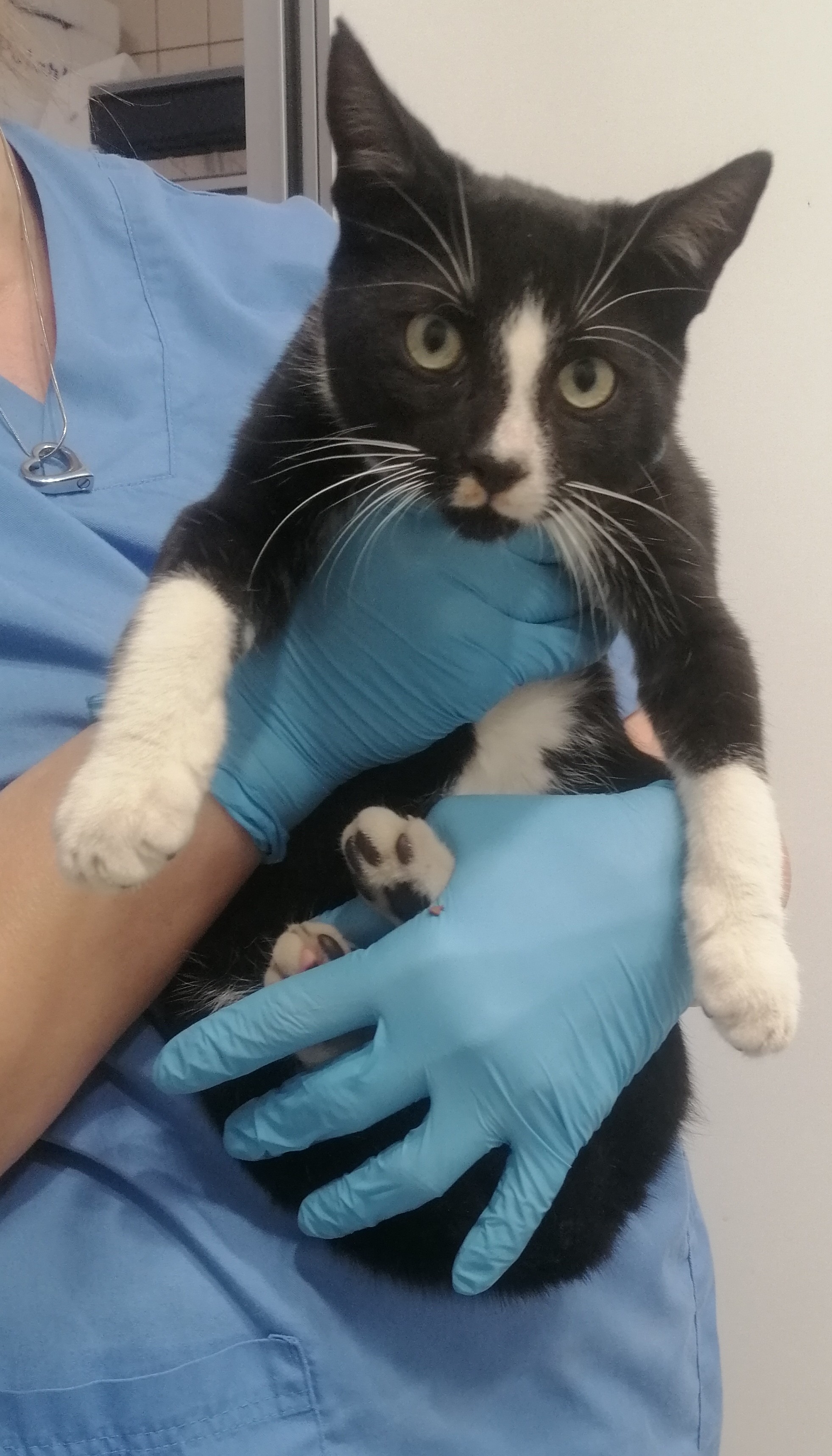 RANTAMPLÁN (gato)