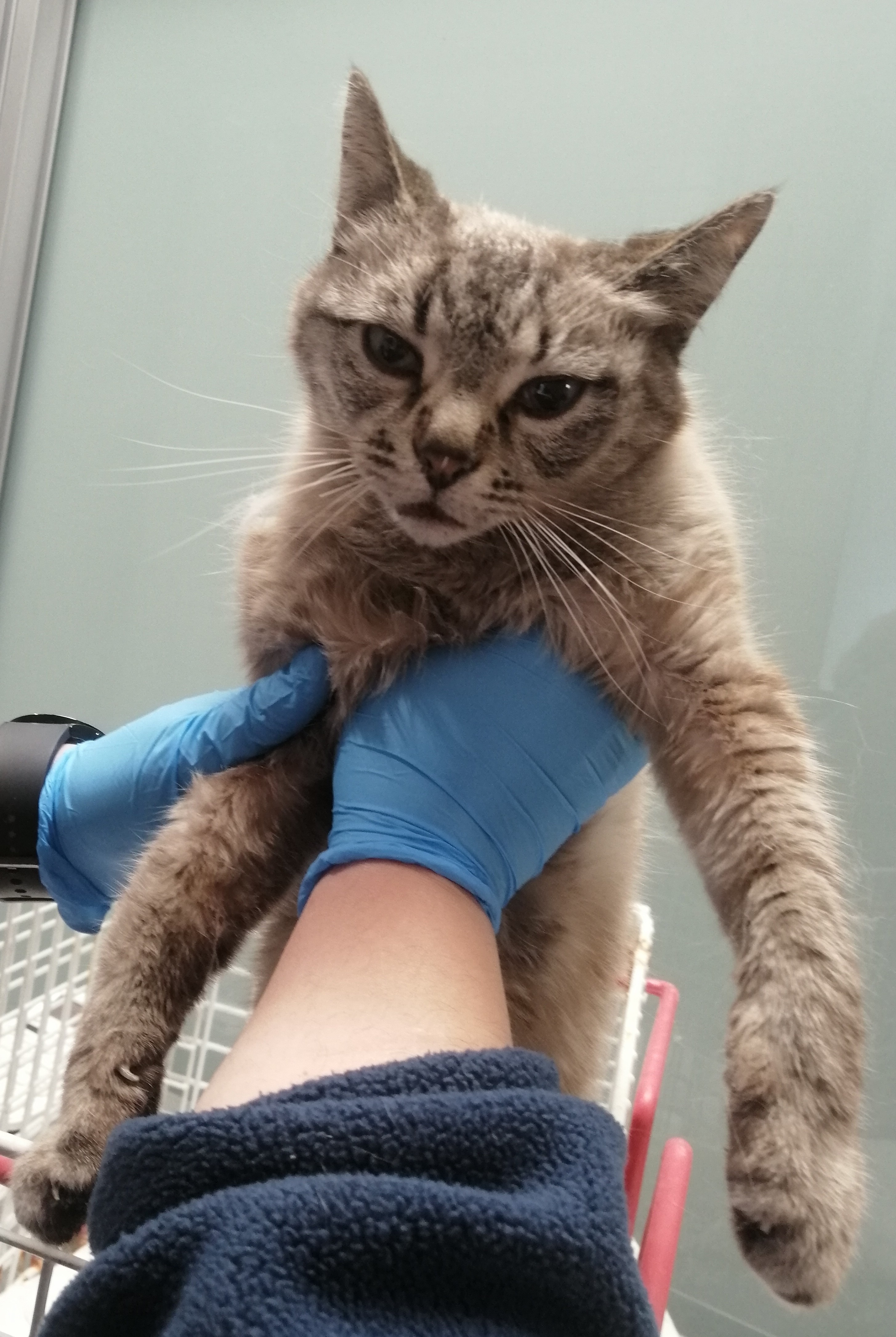 ARWEN (gato)