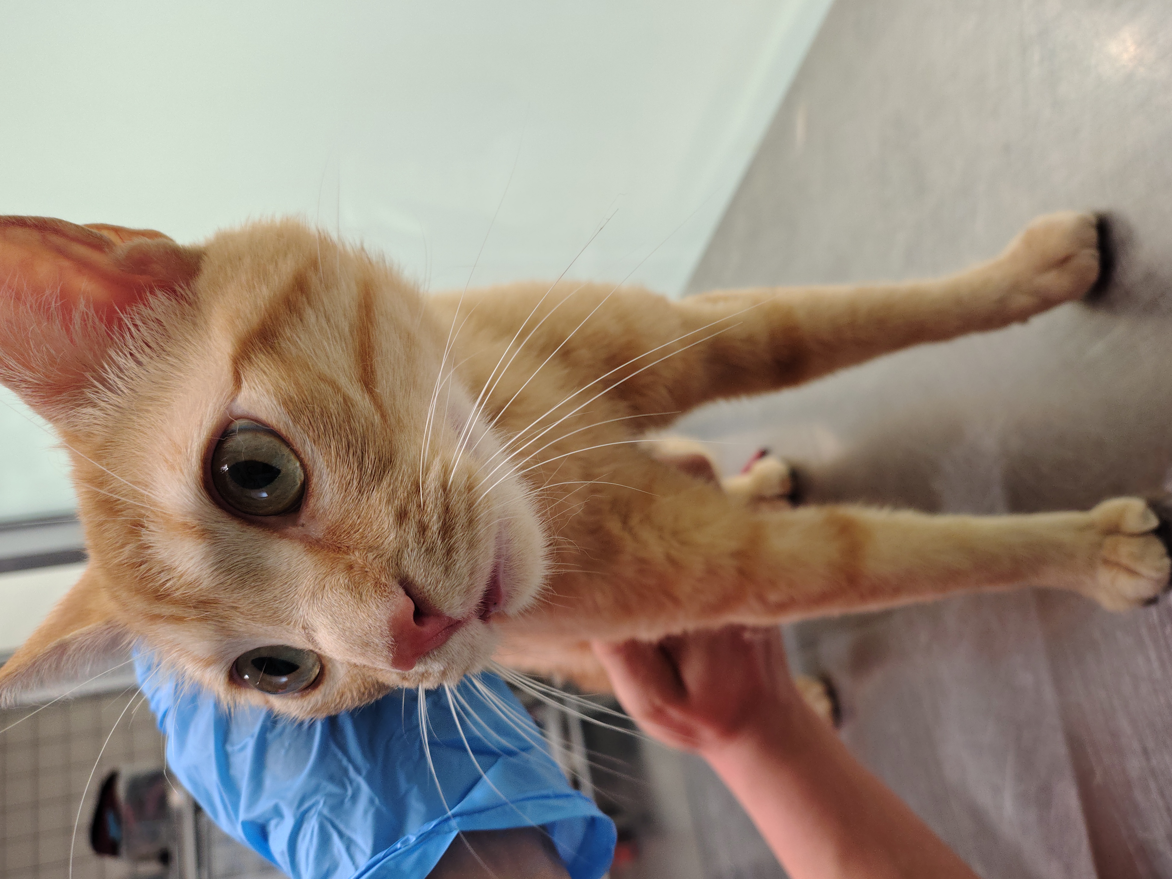 CANELO (gato )