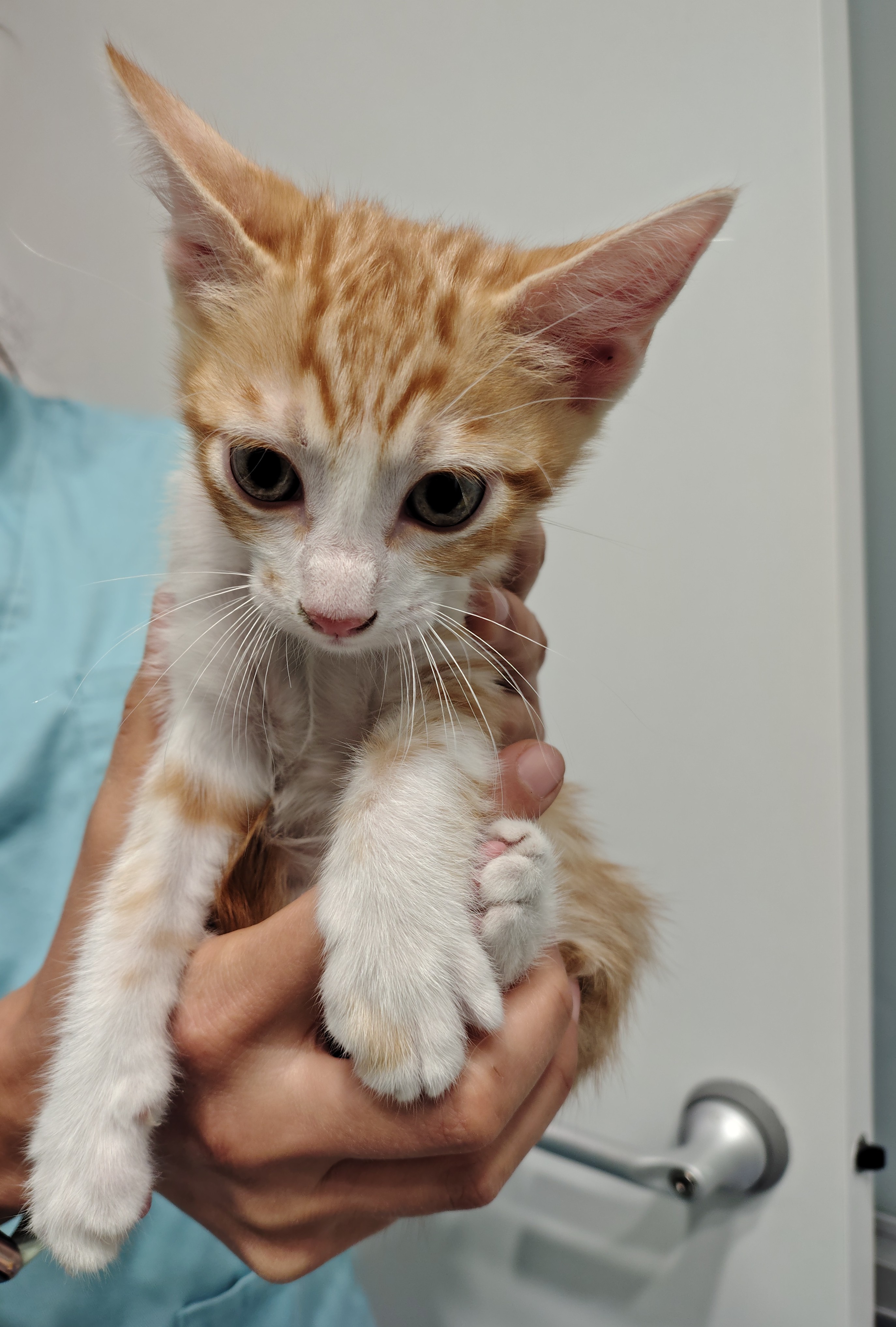 CEDRO ( gato )