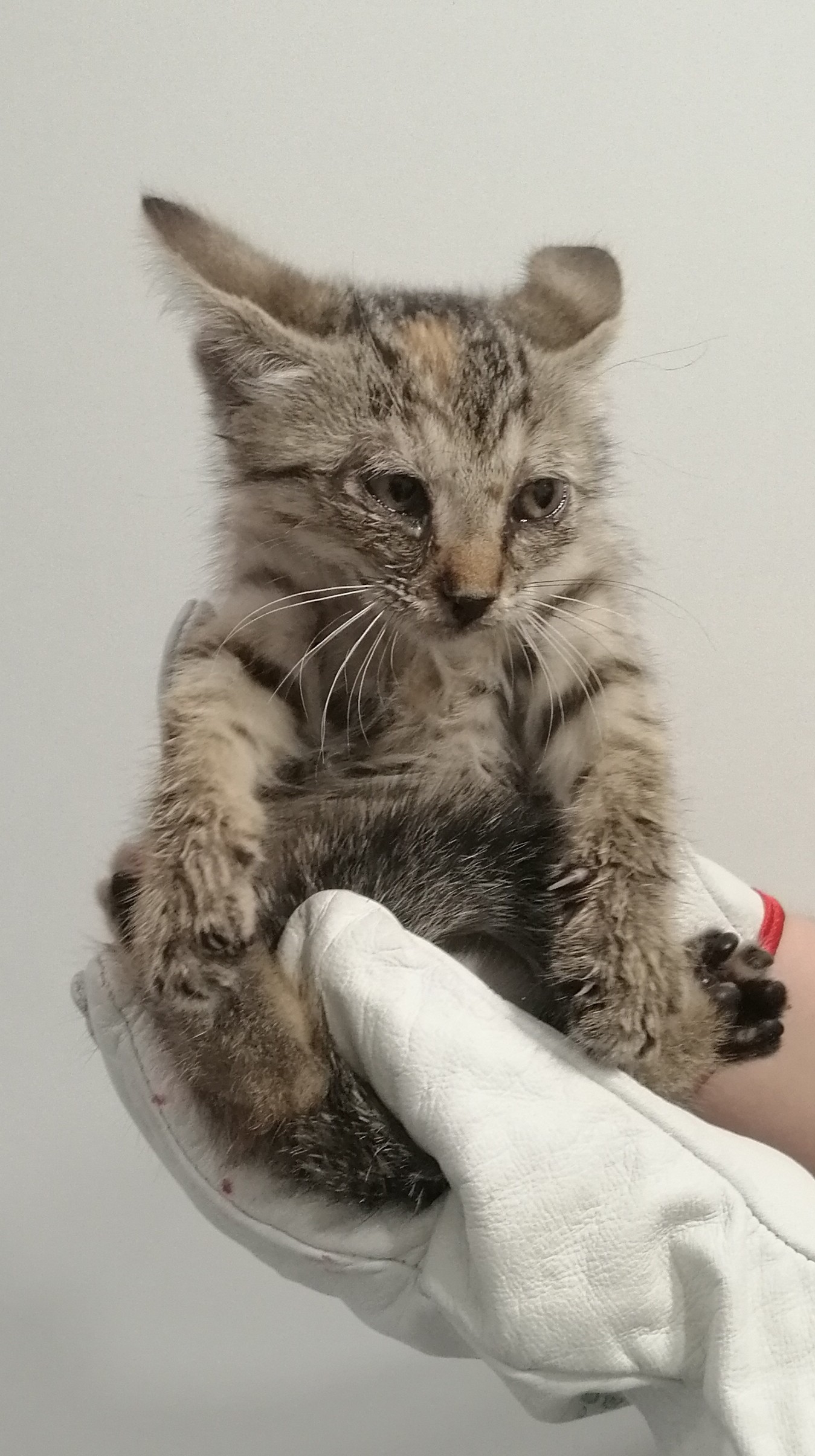 INDIA (gato)