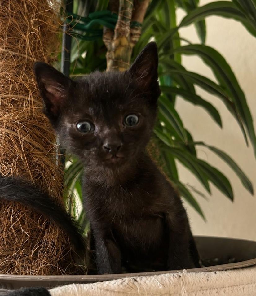 Onna ( gato )
