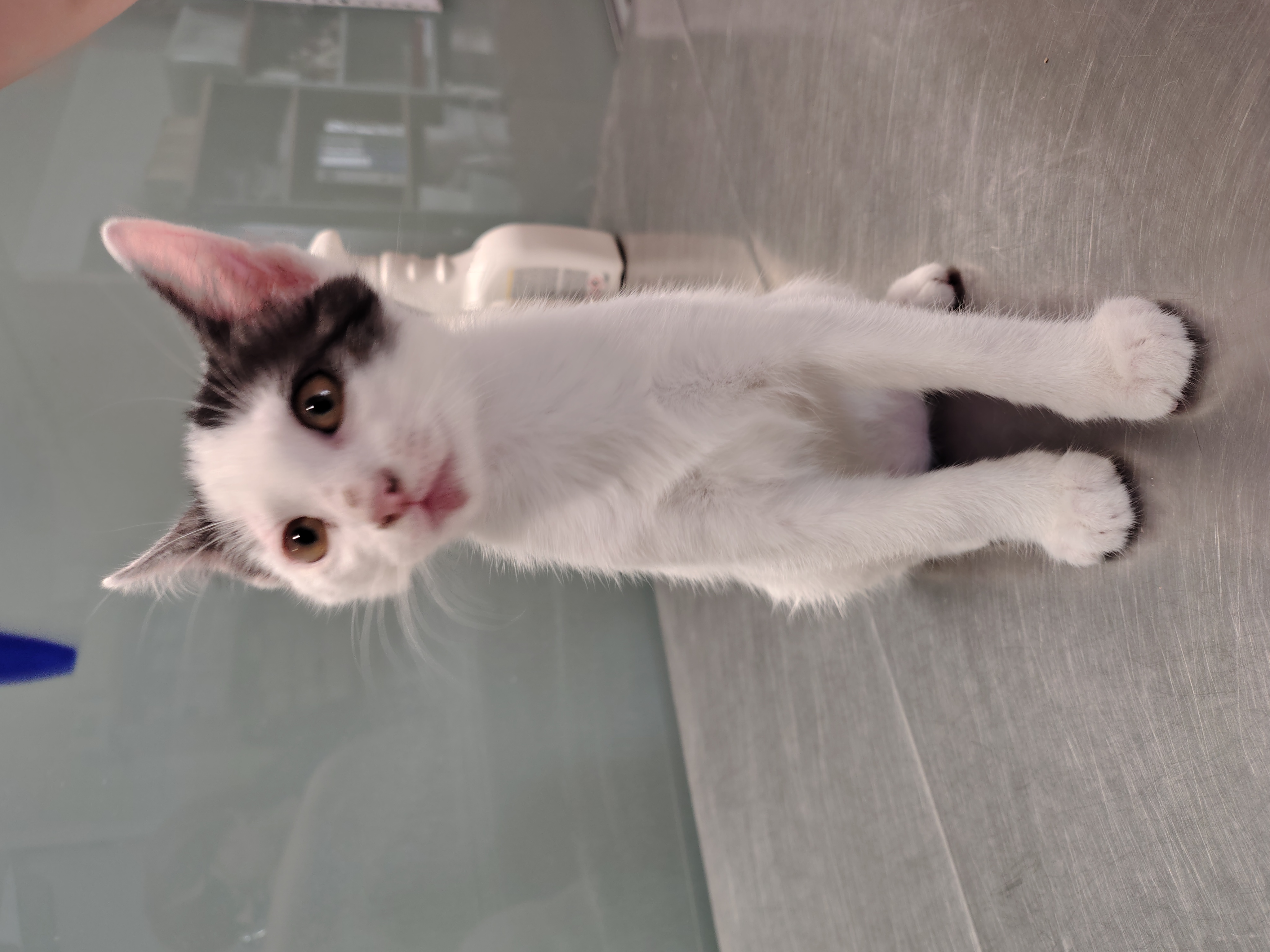 jerry( gato )