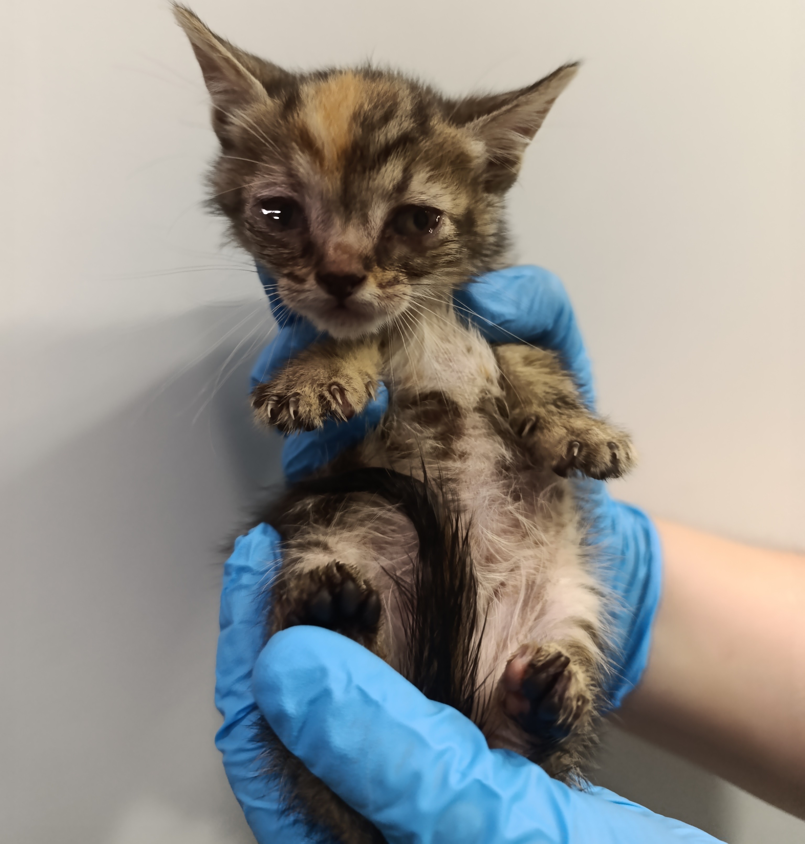 TELVA ( gato )