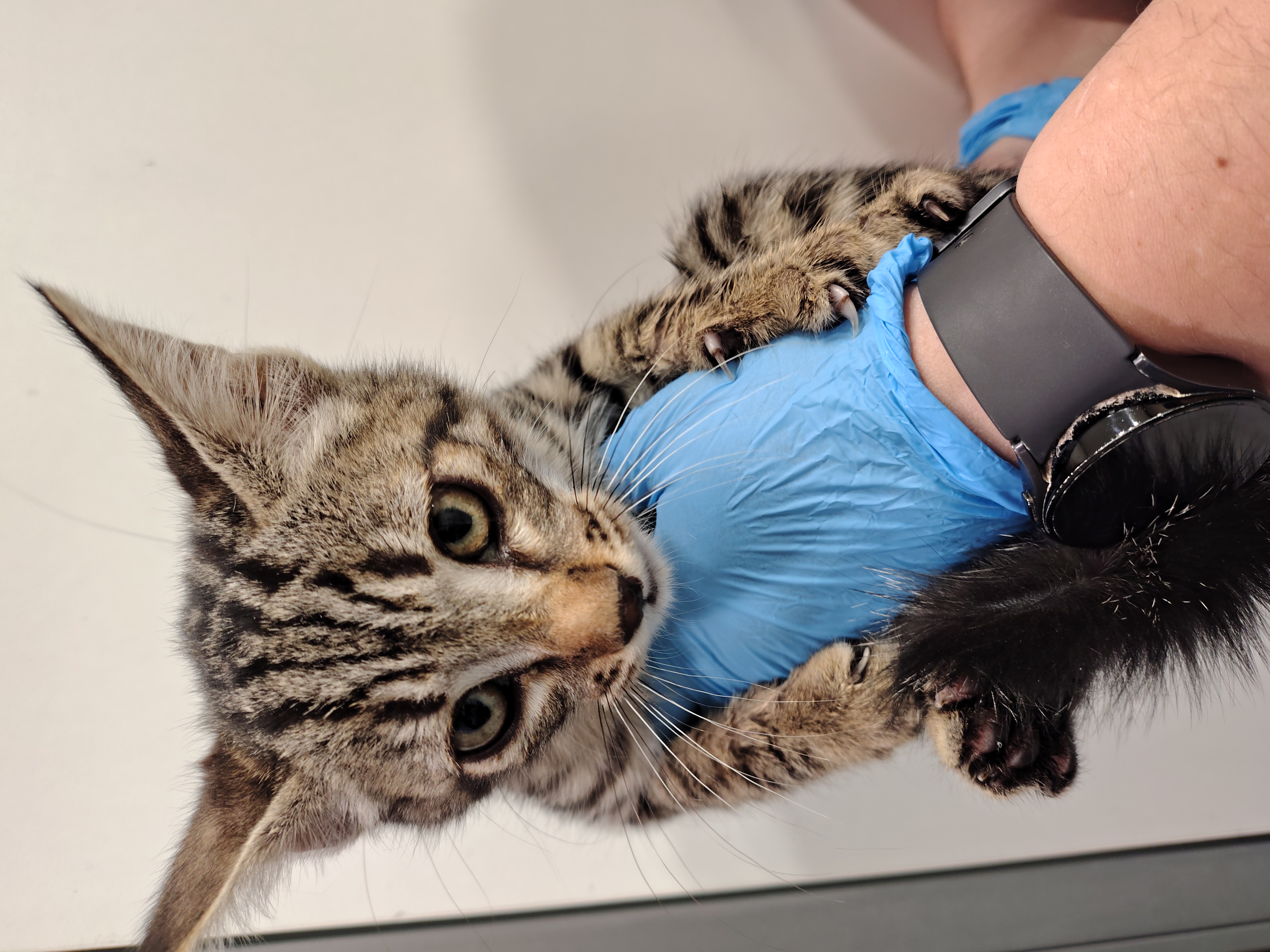 BRISA ( gato)