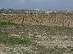 Parcela en el Soto de Medinilla donde se desarrolla el proyecto Life Quick Urban Forestation